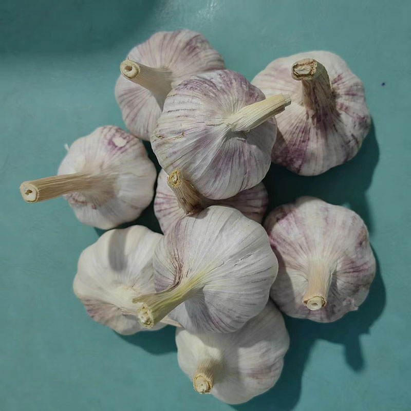 蒜种子
