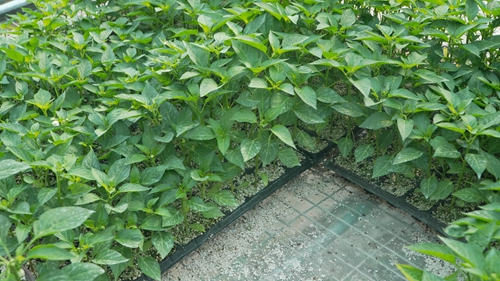 辣椒苗批发基地